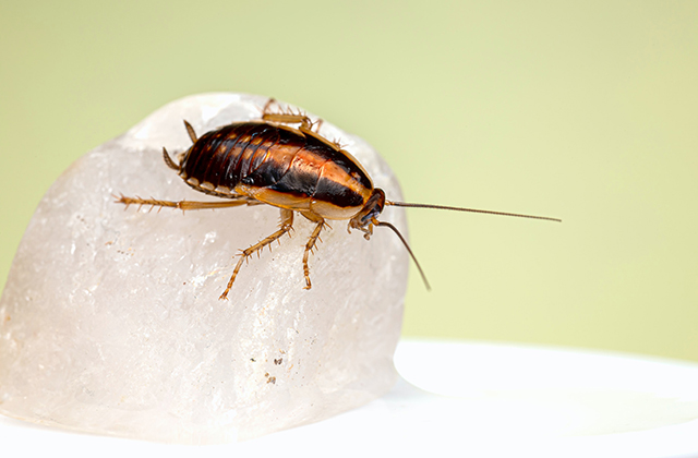 How to protect your commercial establishments from pests