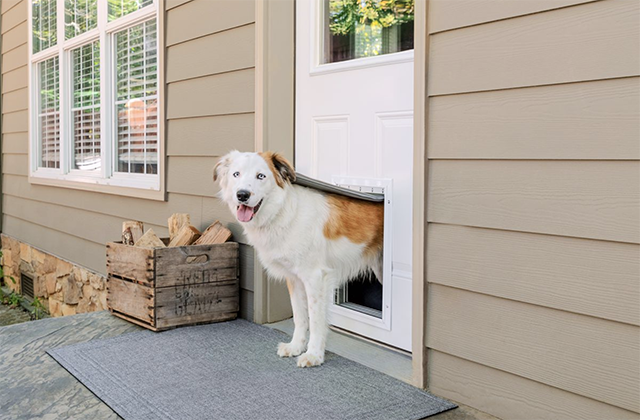 Everything You Need to Know About Dog Door Installation